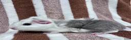 Guinea Pig rodents for sale: Baby boar Guinea Pigs  - Advert 1