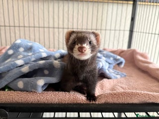 Ferret rodents - Advert 13