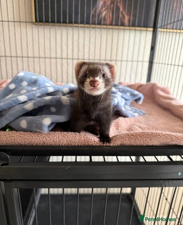 Ferret rodents - Advert 1
