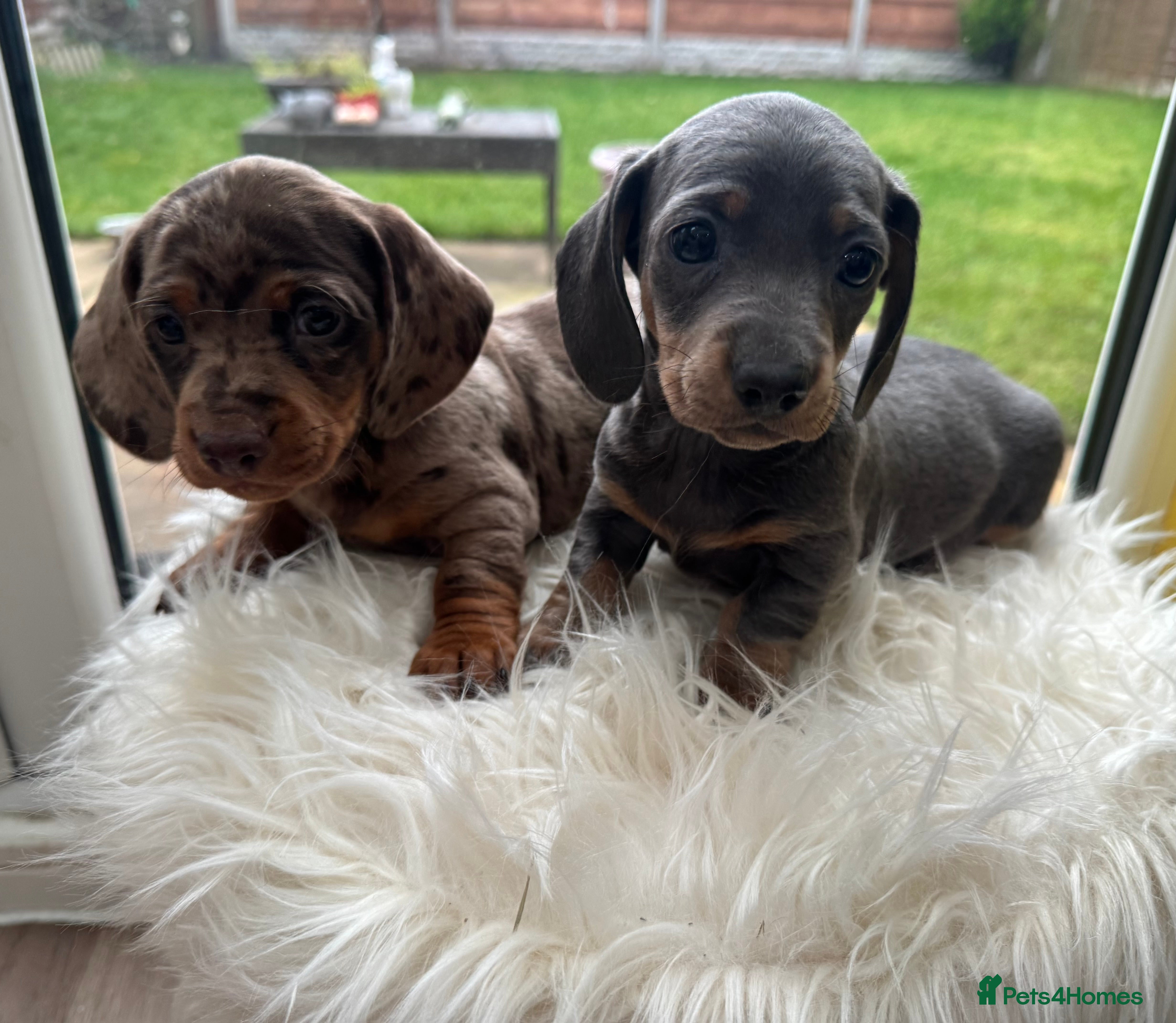 Dachshund dogs Dachshund puppies for sale  - Advert 2