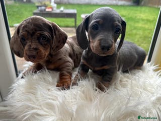 Dachshund dogs Dachshund puppies for sale - Advert 2