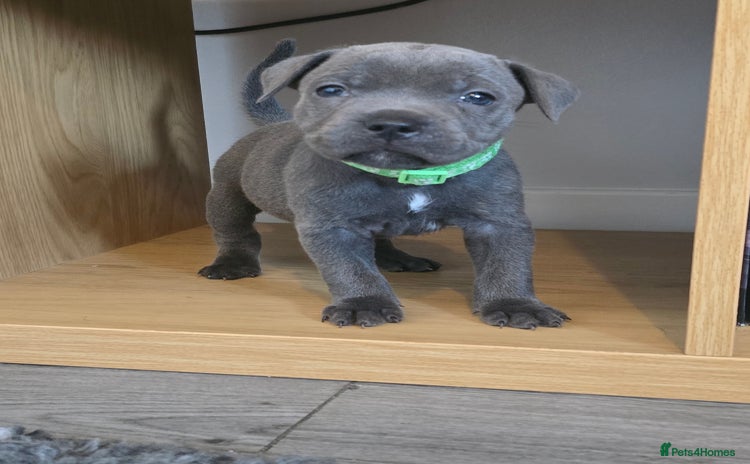 Staffordshire Bull Terrier dogs - Advert 2