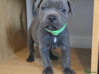 Staffordshire Bull Terrier dogs - Advert 1