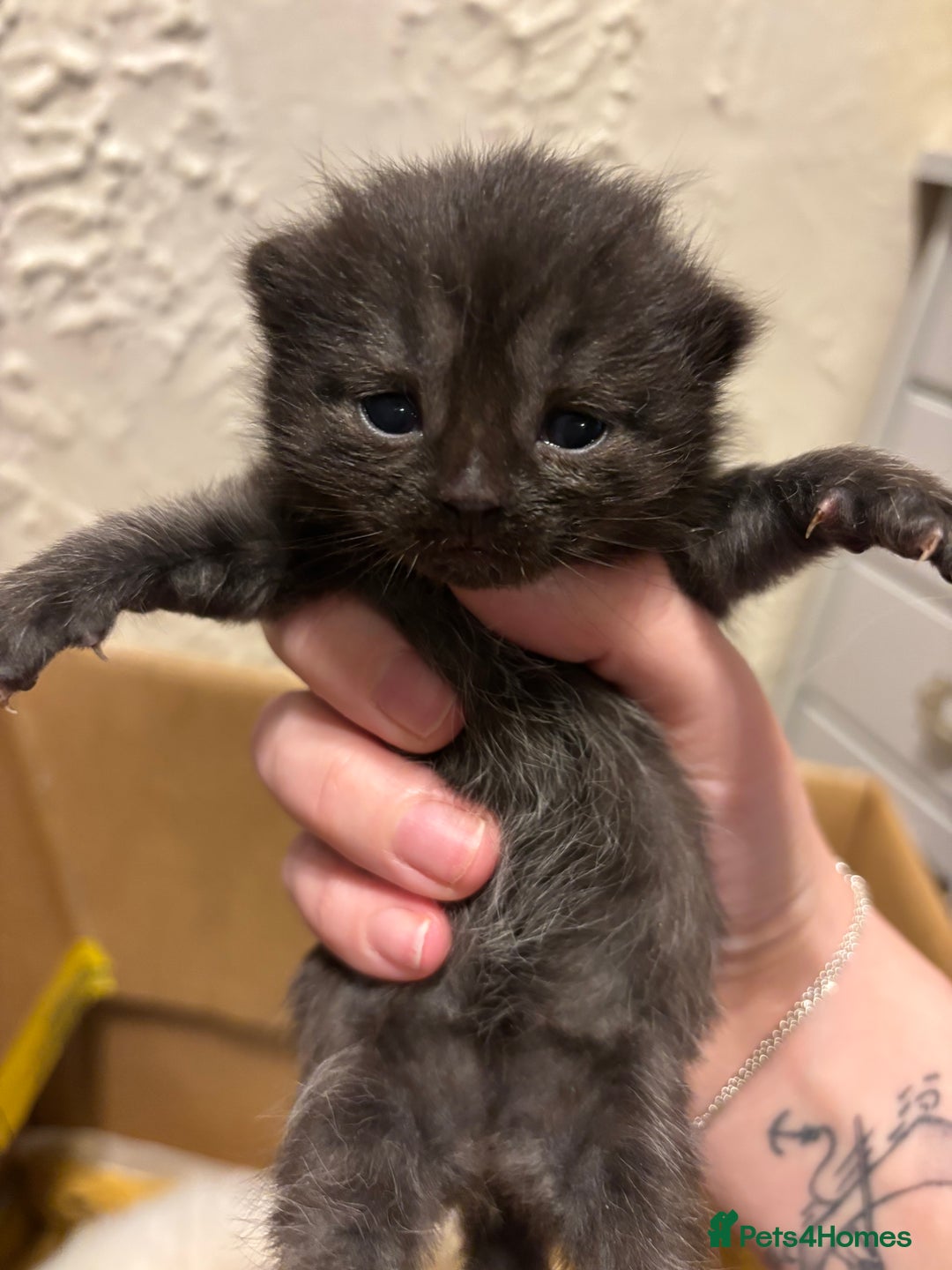Mixed Breed cats for sale: British shorthair cross kittens - Image 1