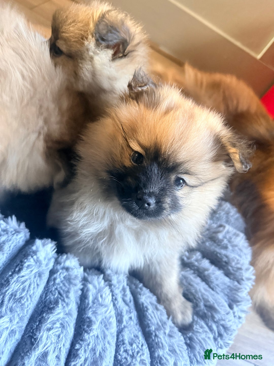 Pomeranian dogs for sale: 3 lovely girls and 1 boy Pomeranian puppies  - Advert 8