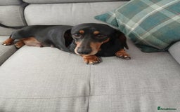 Dachshund dogs for sale: Dachshund girl for sale  - Image 1