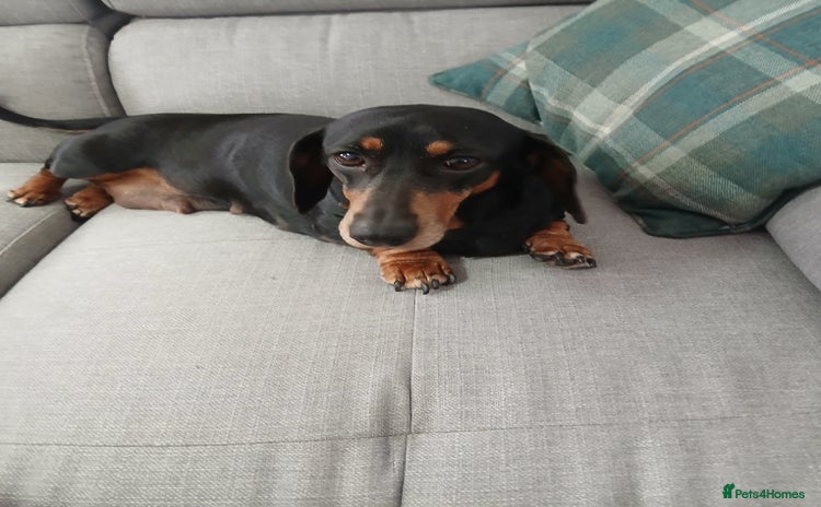 Dachshund dogs - Advert 1