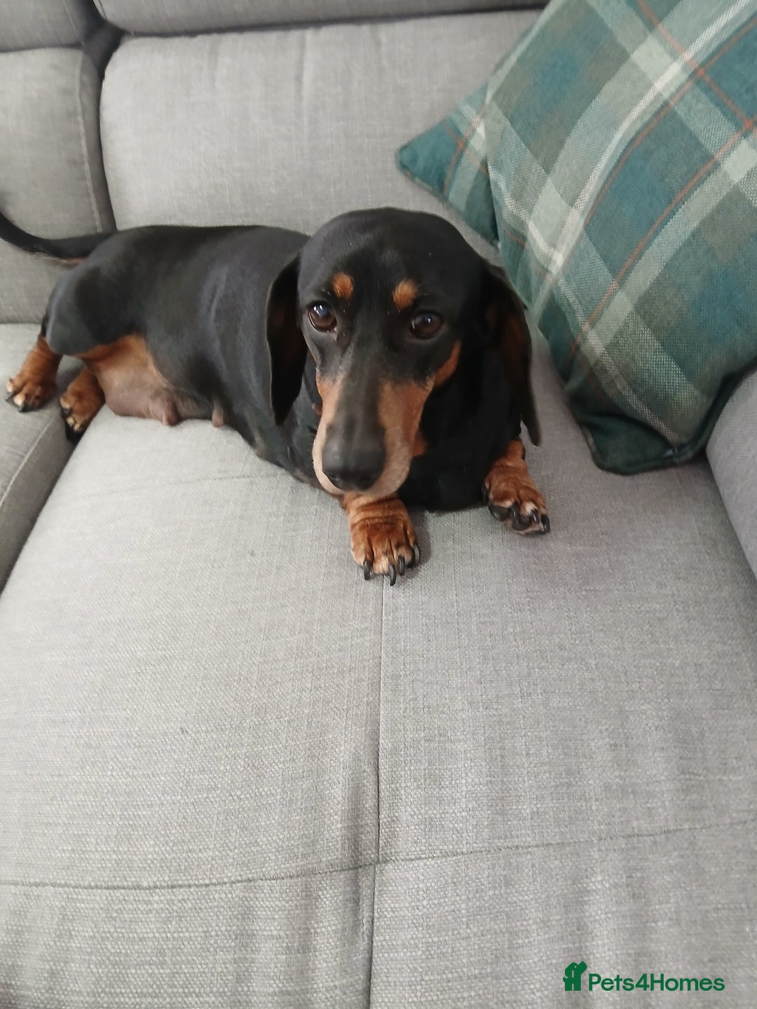 Dachshund dogs for sale: Dachshund girl for sale  - Image 1
