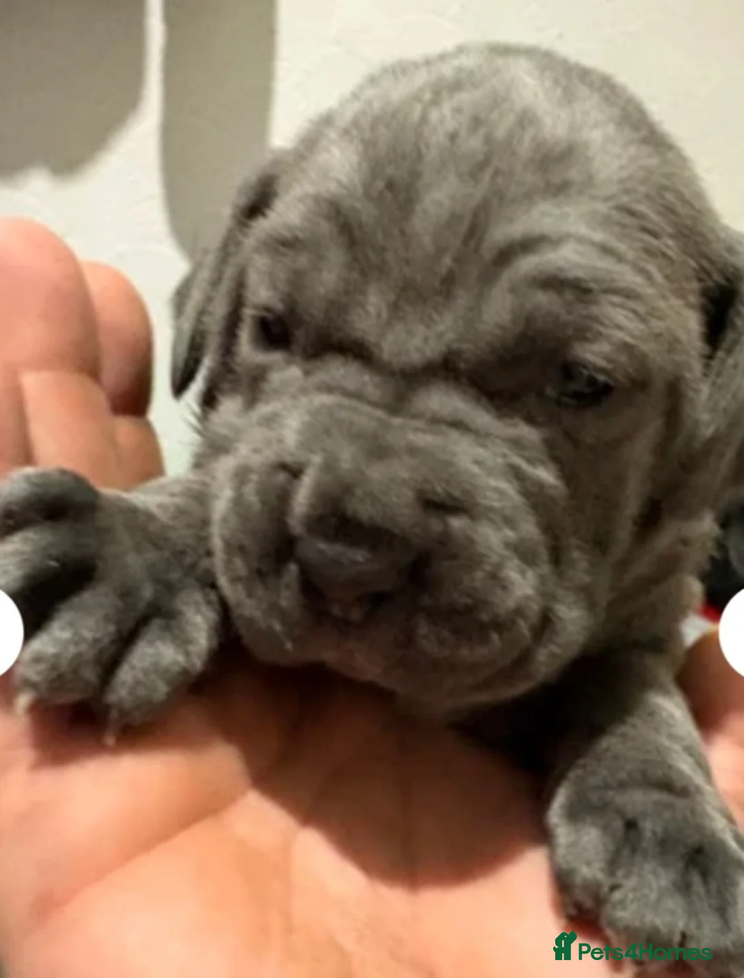 Cane Corso dogs for sale: Cane corsos in Rotherham - Advert 4