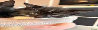 Kitten 3 