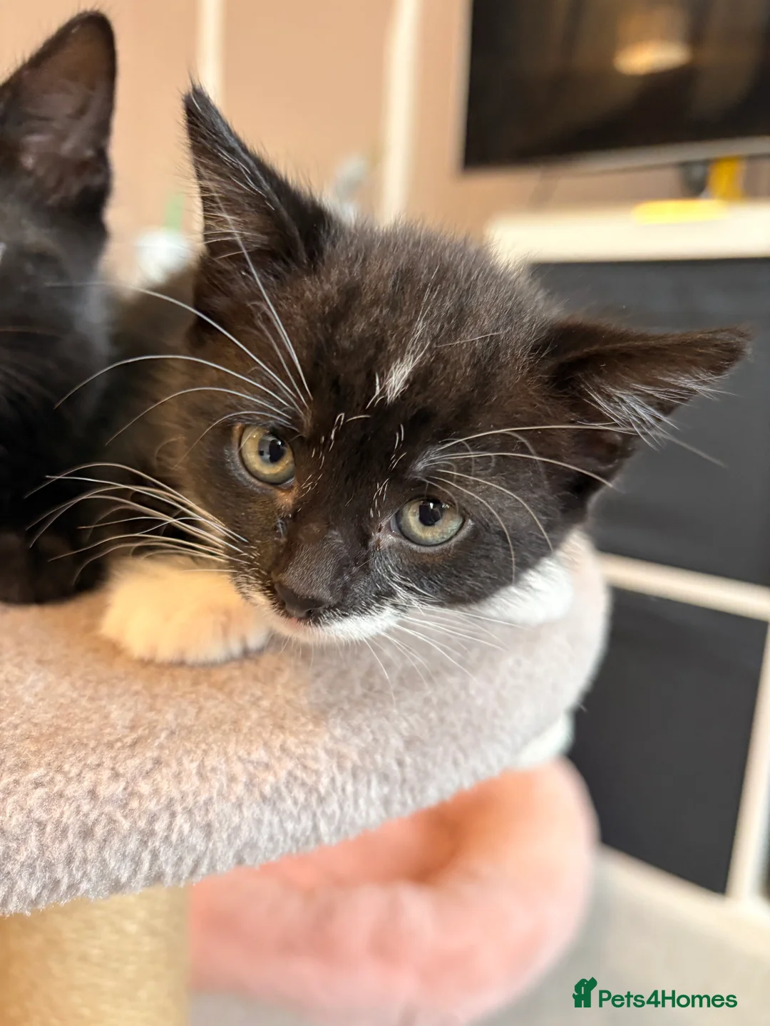 Domestic Shorthair cats for sale: Kittens for sale  - Advert 2
