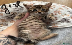 Mixed Breed cats for sale: Bengal kittens/mum bengal  - Image 6