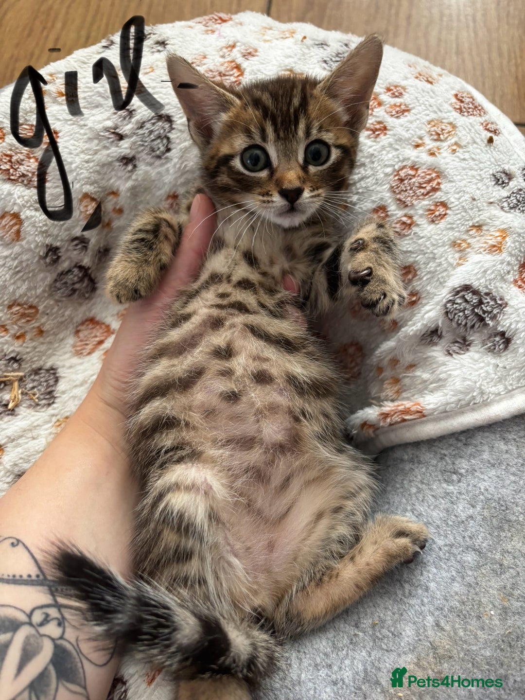 Mixed Breed cats for sale: Bengal kittens/mum bengal  - Image 6