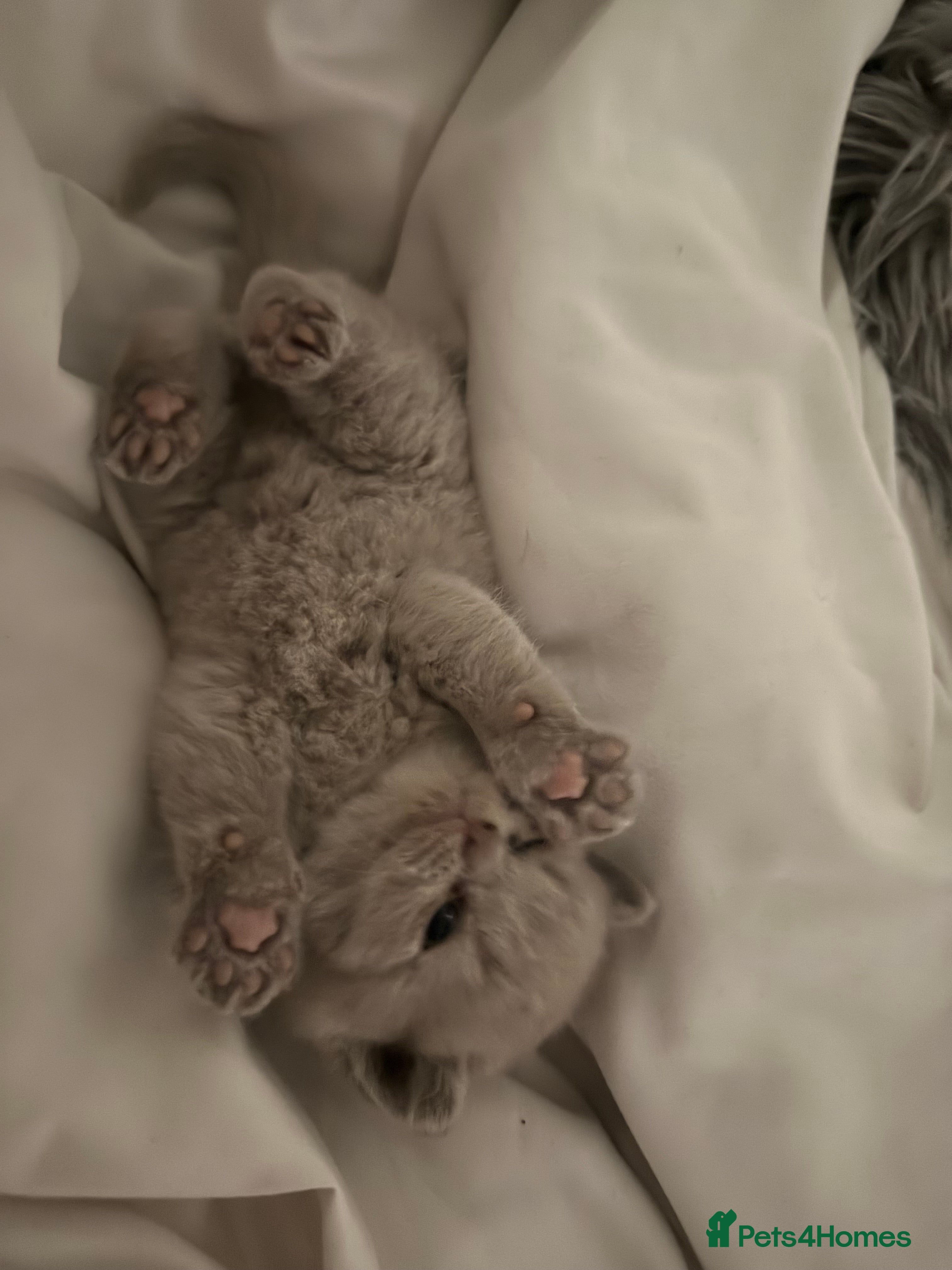 British Shorthair cats British shorthair boys and one girl cream/lilac  - Advert 2