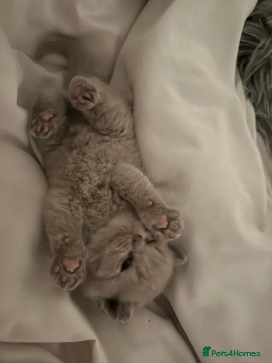 British Shorthair cats for sale: British shorthair boys and one girl cream/lilac  - Advert 2