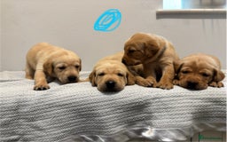 Labrador Retriever dogs for sale: Beautiful fox red puppies  - Image 18