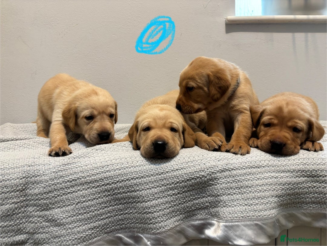 Labrador Retriever dogs for sale: Beautiful fox red puppies  - Image 18