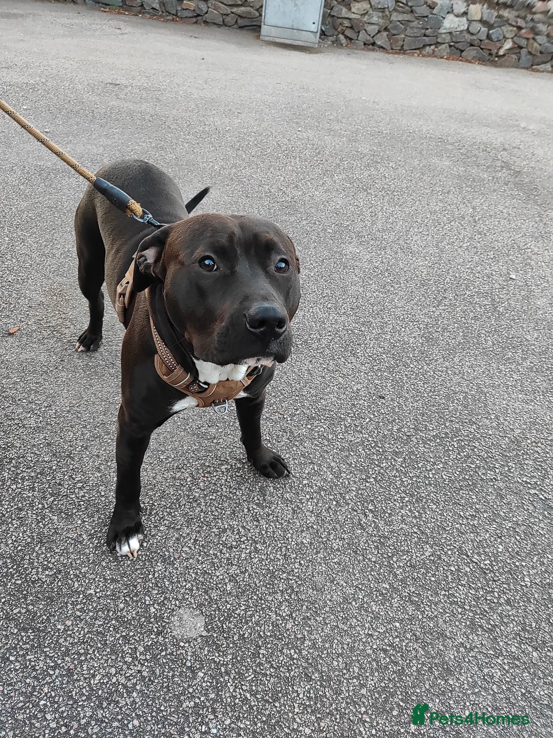 Staffordshire Bull Terrier dogs for sale: Staffordshire Bull Terrier  - Advert 1