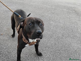 Staffordshire Bull Terrier dogs Staffordshire Bull Terrier - Advert 4