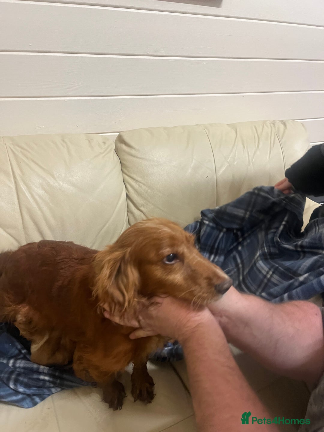 Cocker Spaniel dogs for sale: Stunning Cocker Spaniel Puppies - Advert 15