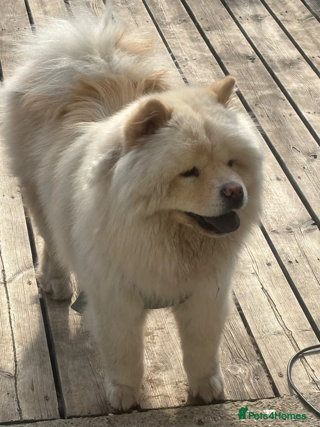 Chow Chow dogs for sale: Chow chow male  - Advert 2