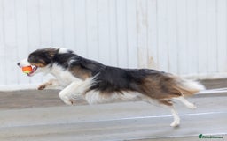 Border Collie dogs for stud: Health tested Blue Tricolour Border Collie Stud  - Image 6