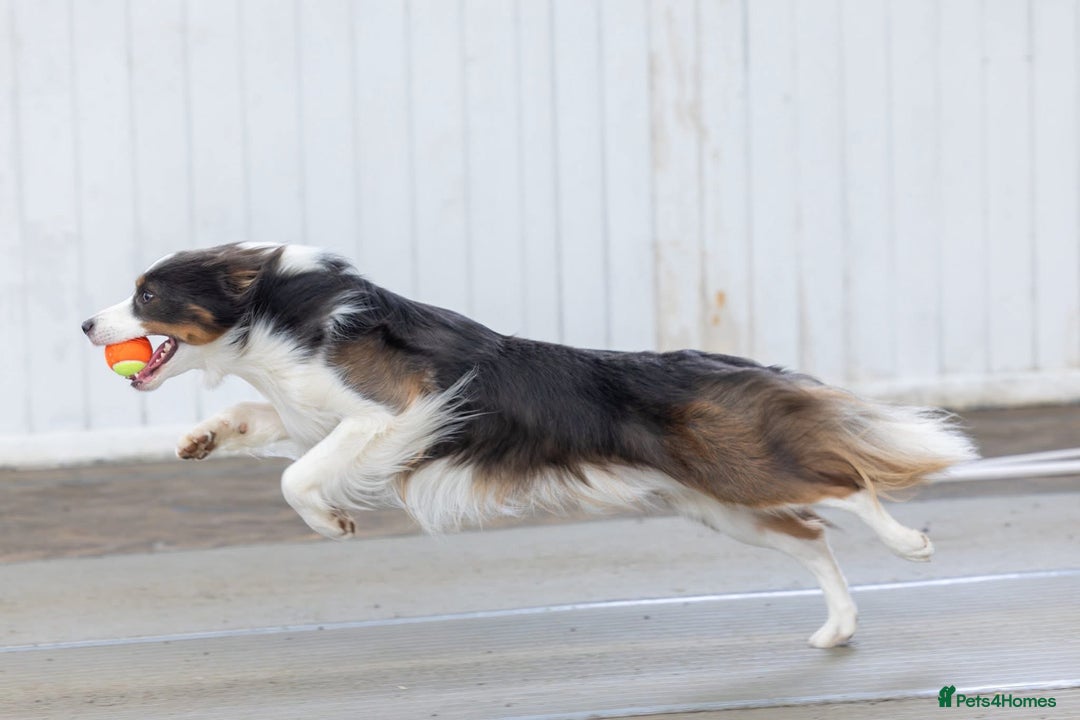 Border Collie dogs for stud: Health tested Blue Tricolour Border Collie Stud  - Image 6