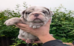 English Bulldog dogs for sale: English Bulldog Puppies  - Advert 18