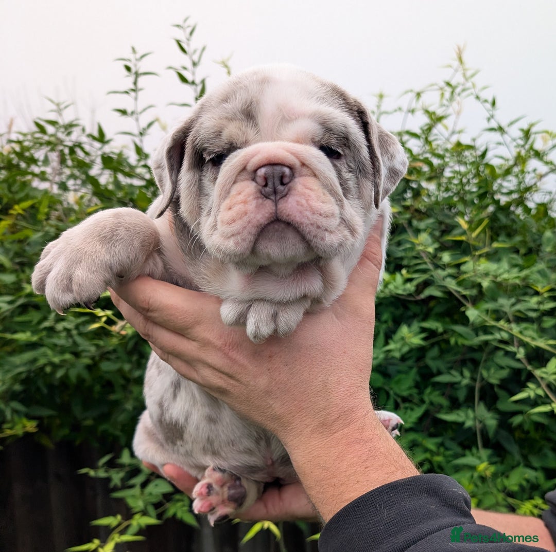English Bulldog dogs for sale: English Bulldog Puppies  - Advert 18