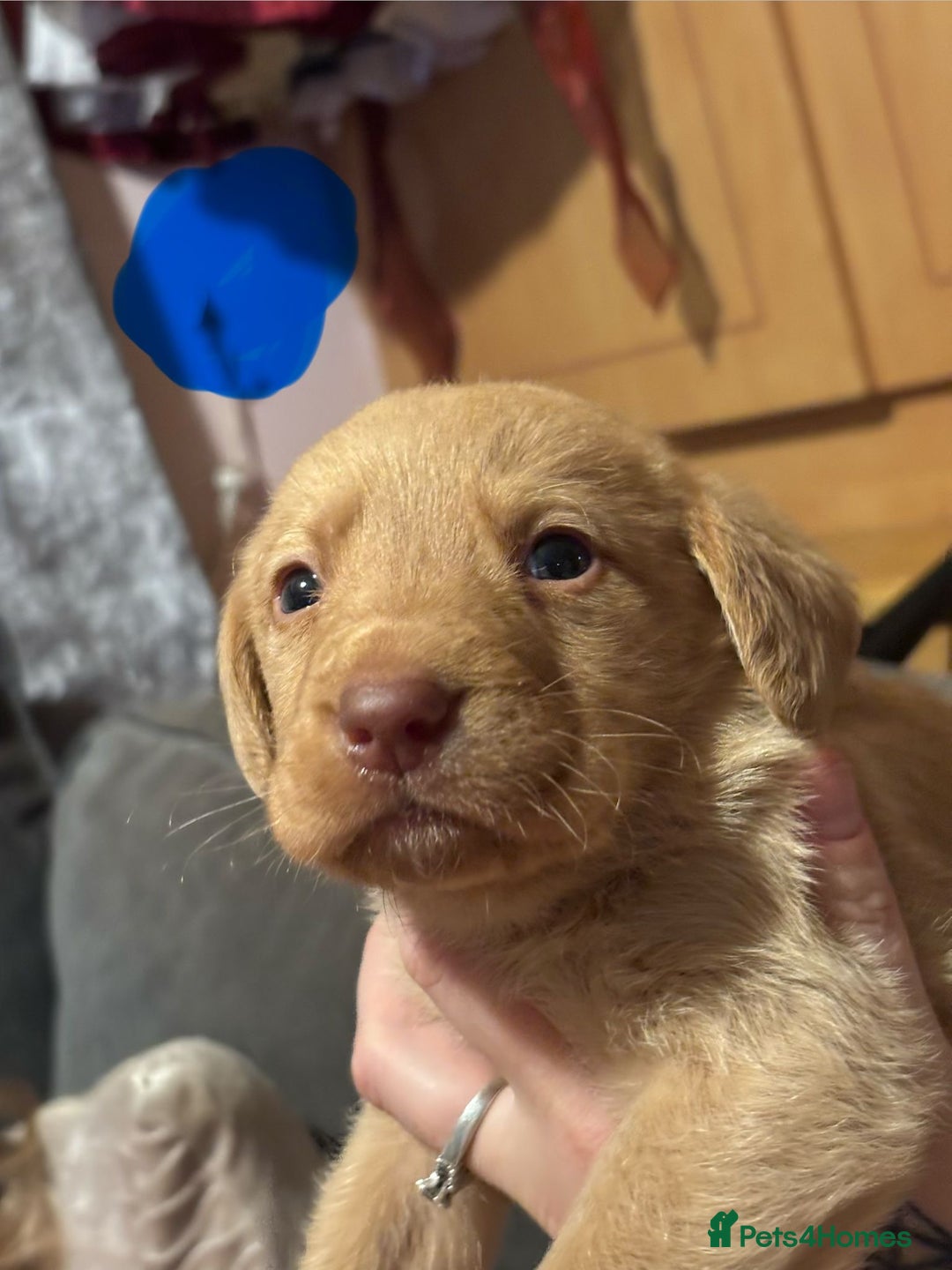 Labrador Retriever dogs for sale: Dudley Labrador Puppies - Advert 22