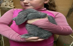 French Lop rabbits for sale: French lop babies - Image 2