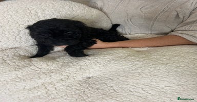 Cockapoo dogs - Advert 3