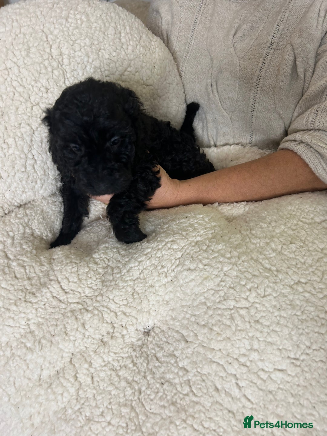 Cockapoo dogs for sale: ONLY 2  LEFT OUTSTANDING TINY MINITURE COCKAPOOS  - Image 3