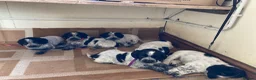 Cocker Spaniel dogs for sale: Pedigree Roan Cocker Spaniel puppies - 3 boys left - Advert 5