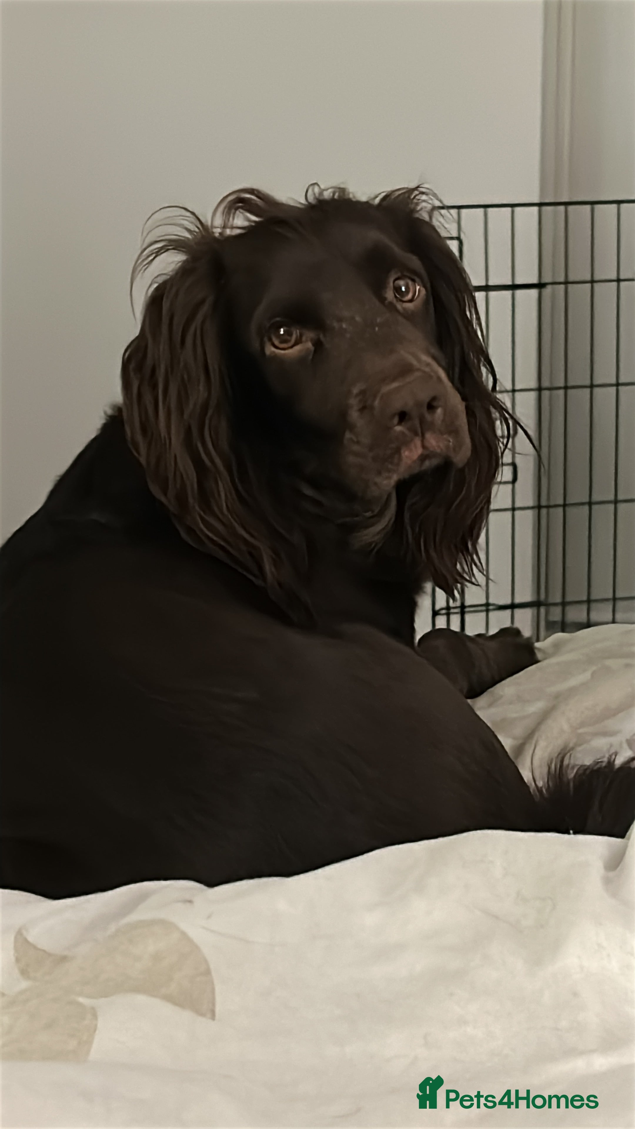 Cocker Spaniel dogs Two female cocker spaniels  - Advert 1