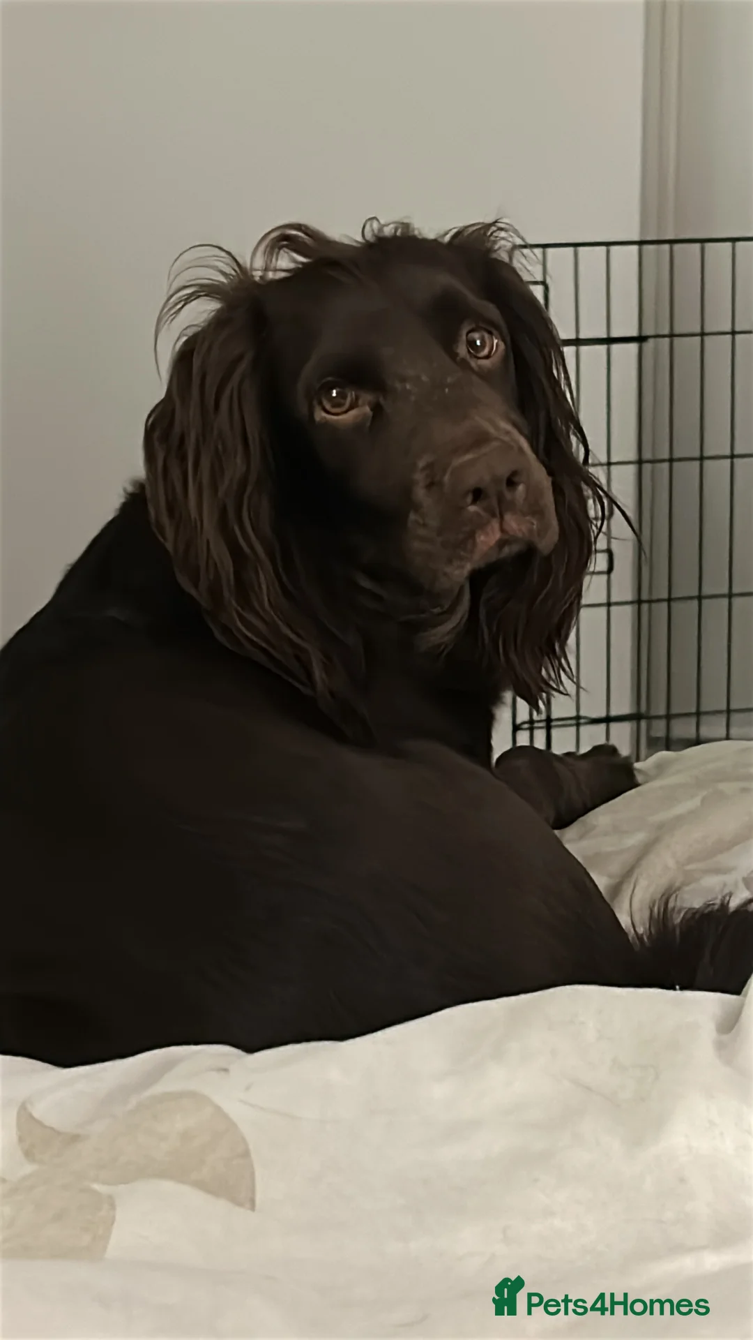 Cocker Spaniel dogs for sale: Two female cocker spaniels  - Advert 1