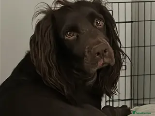 Cocker Spaniel dogs Two female cocker spaniels - Advert 1