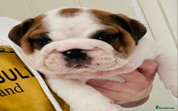 English Bulldog dogs for sale: English Bulldog Pups Standard Kc Reg - Image 3