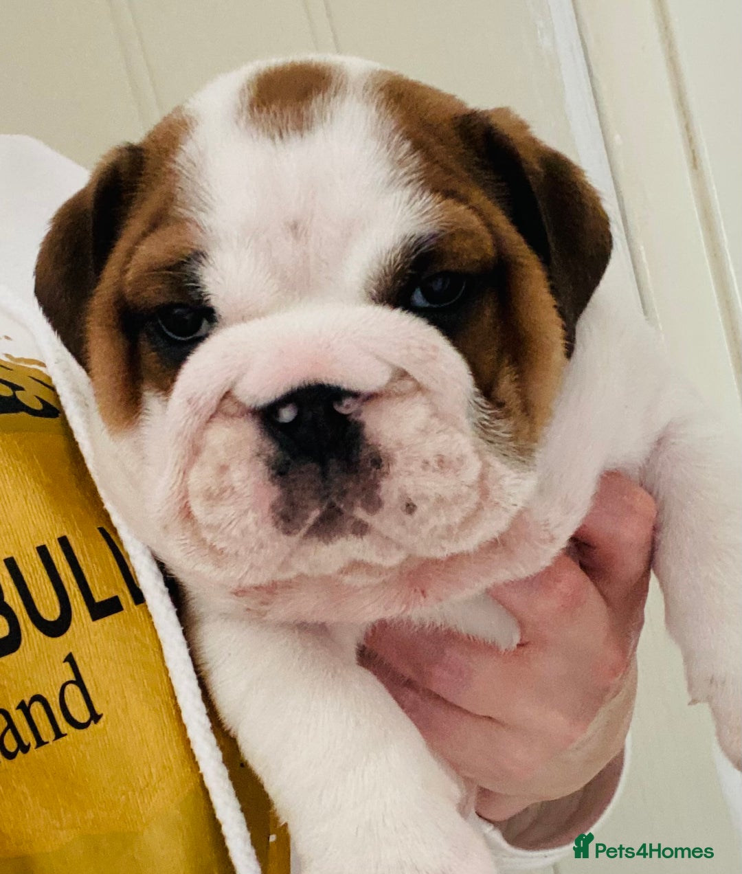 English Bulldog dogs for sale: English Bulldog Pups Standard Kc Reg - Image 3