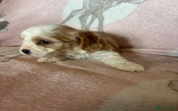 Cavapoo dogs for sale: Stunning Cavapoo puppies from family home  - Advert 34