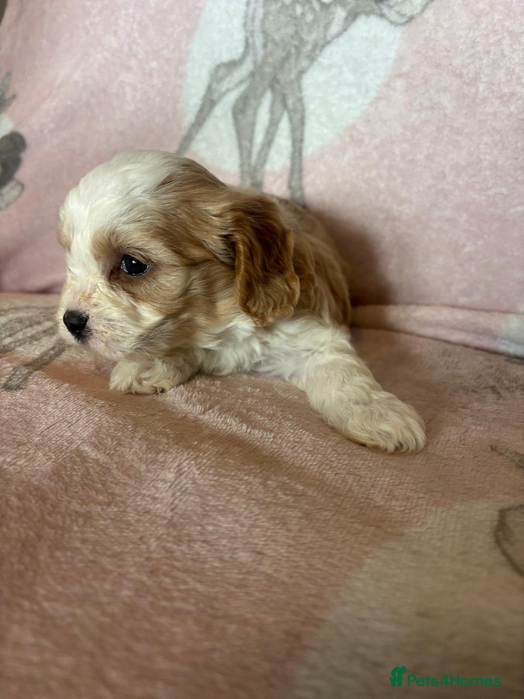 Cavapoo dogs for sale: Stunning Cavapoo puppies from family home  - Advert 34