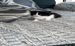Turkish Van cats for sale: Calico kittens looking for there forever home  - Image 2
