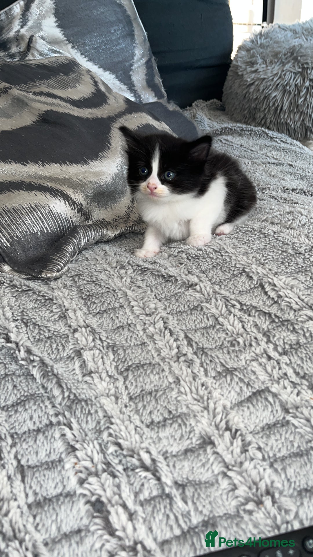 Turkish Van cats for sale: Calico kittens looking for there forever home  - Image 2