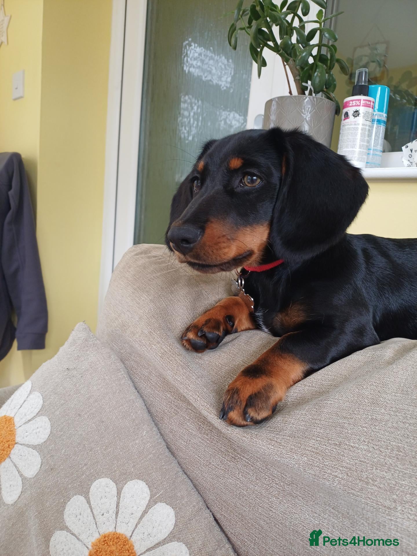 Miniature Dachshund dogs Gus Cosgrove - Advert 1