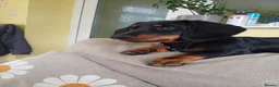 Miniature Dachshund dogs for sale: Gus Cosgrove in Glasgow - Advert 1