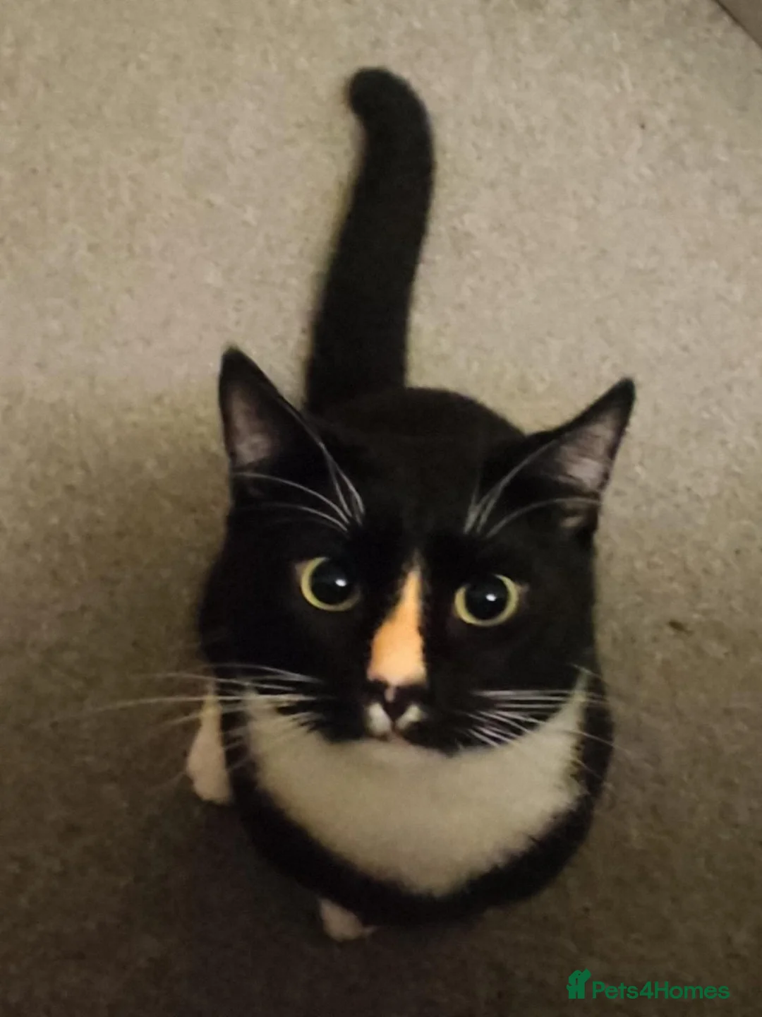Domestic Shorthair cats for sale: Lovely Indoor Cat – Looking For a New Loving Home in Birmingham - Advert 2