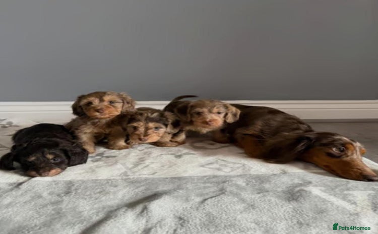 Mixed Breed dogs - Advert 9
