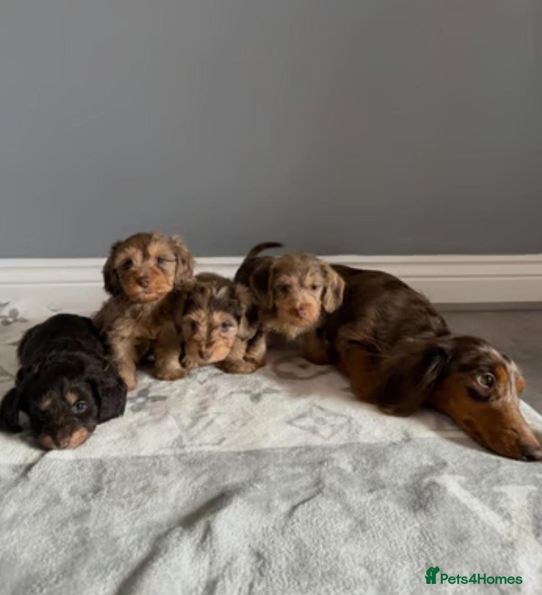 Mixed Breed dogs for sale: MAGNIFICENT LONG-HAIRED MINIATURE PUPPIES - Image 1