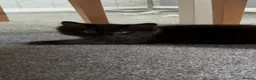 British Longhair cats for sale: Black female kitten - Advert 3