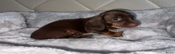 Miniature Dachshund dogs for sale: Miniature Daschund puppy girl in Manchester - Advert 2
